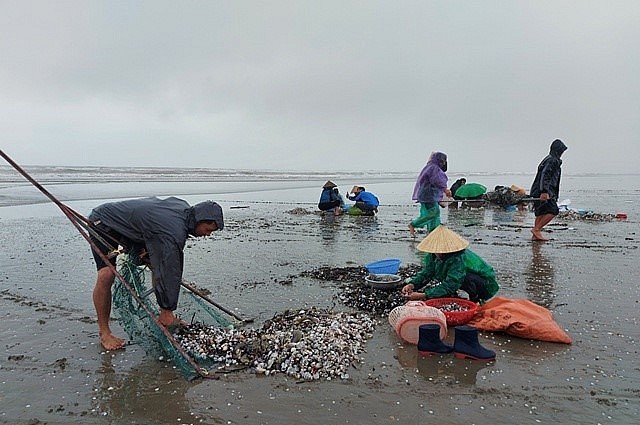 Người dân vùng biển Hà Tĩnh có một nghề rất độc đáo đi bắt lộc trời mỗi khi biển động hoặc sau cơn bão.