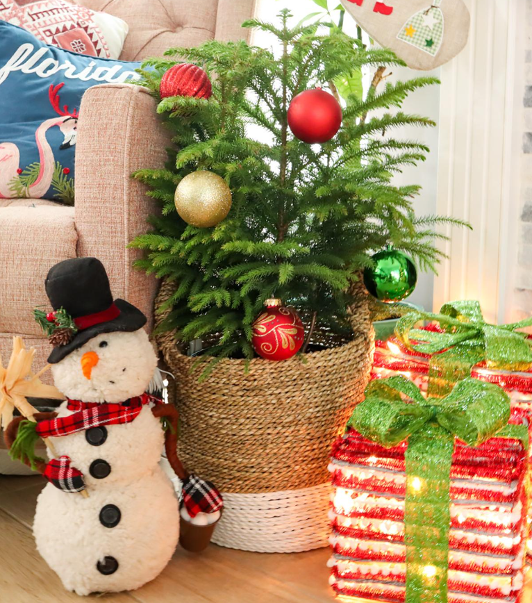 Những loại cây cảnh vừa nhìn đã thấy rộn ràng không khí Noel