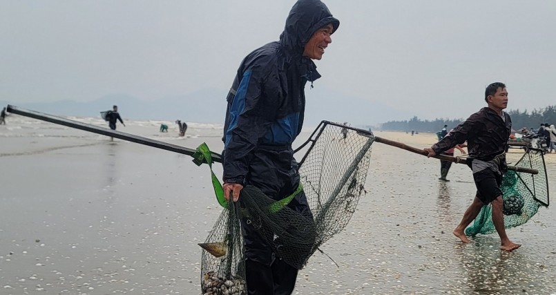 Mấy ngày biển động, sò dạt vào rất nhiều, người dân mang theo vợt, giỏ nhựa, bì tải... đi bắt sò lông.