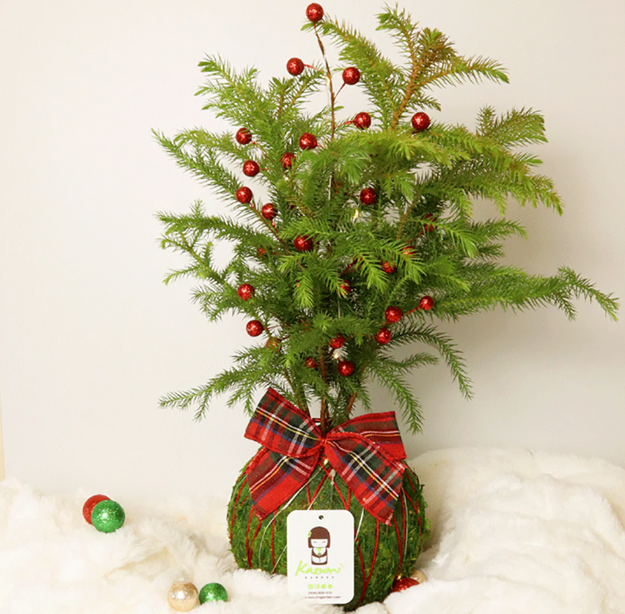 Những loại cây cảnh vừa nhìn đã thấy rộn ràng không khí Noel