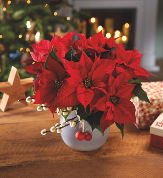 Những loại cây cảnh vừa nhìn đã thấy rộn ràng không khí Noel