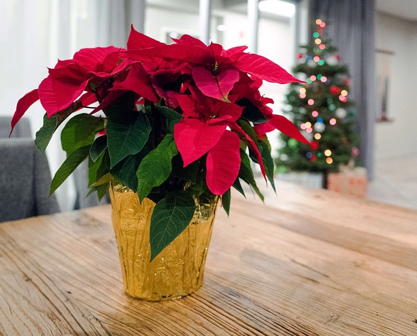 Những loại cây cảnh vừa nhìn đã thấy rộn ràng không khí Noel