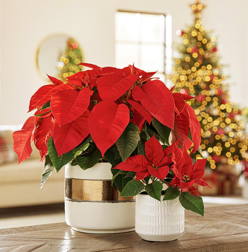 Những loại cây cảnh vừa nhìn đã thấy rộn ràng không khí Noel