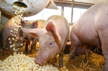 Giá heo hơi hôm nay 24/12 cao nhất 54.000 đồng/kg, người nuôi bán tháo, xuất khẩu heo sang Trung Quốc đóng băng