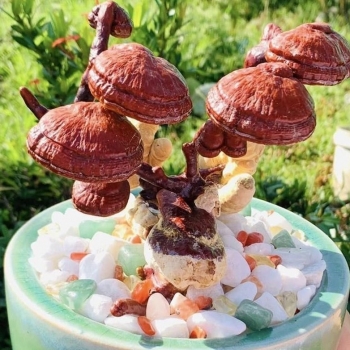 Cô gái Cà Mau với tuyệt kỹ tạo dáng bonsai từ cây nấm linh chi Tết này thu trăm triệu