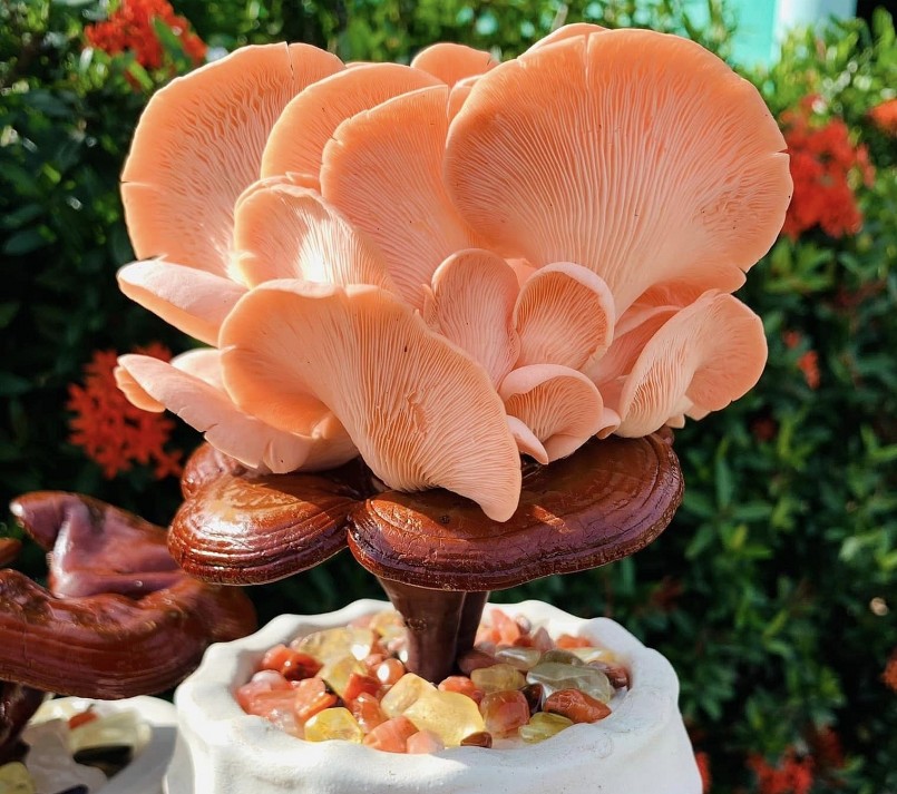 Những sản phẩm bonsai nấm linh chi đầu tiên xuất hiện.