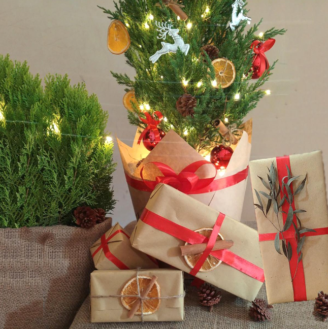 Những loại cây cảnh vừa nhìn đã thấy rộn ràng không khí Noel