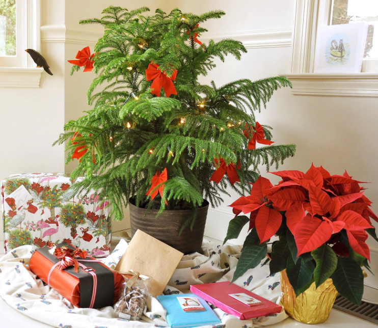 Những loại cây cảnh vừa nhìn đã thấy rộn ràng không khí Noel