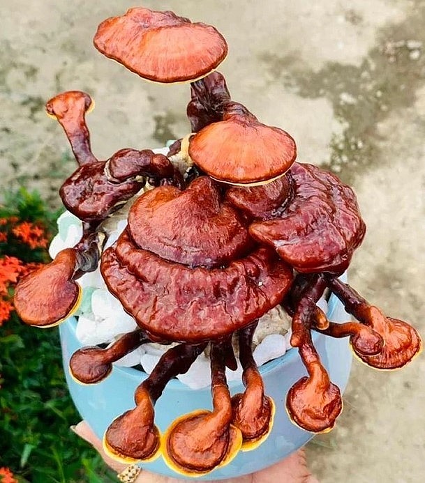 Đến với nghề trồng nấm, cô gái Cà Mau đã sáng tạo ra bonsai nấm linh chi.