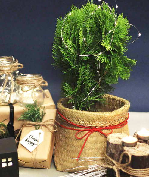 Những loại cây cảnh vừa nhìn đã thấy rộn ràng không khí Noel