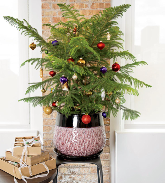 Những loại cây cảnh vừa nhìn đã thấy rộn ràng không khí Noel