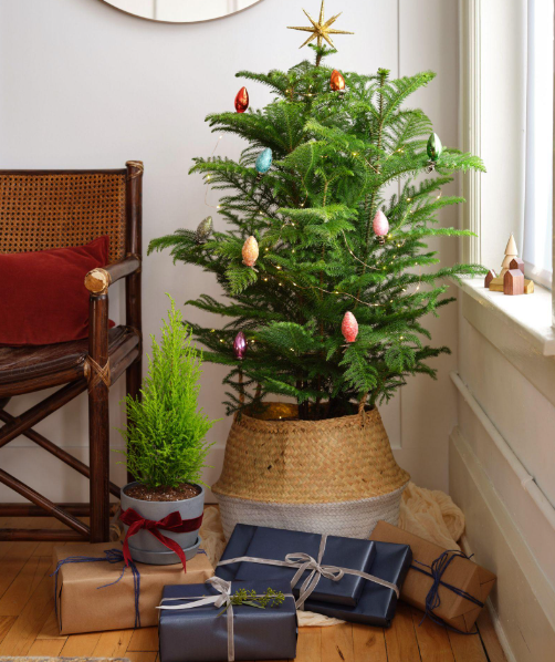 Những loại cây cảnh vừa nhìn đã thấy rộn ràng không khí Noel