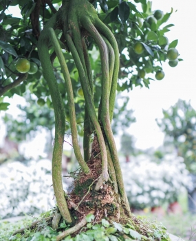 Những siêu phẩm quất mộc căn bonsai gây sốt thị trường Tết, giá hàng chục triệu