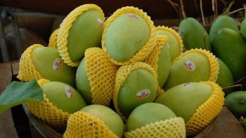 Việt Nam đứng thứ 3 về thị trường cung cấp xoài cho Hàn Quốc