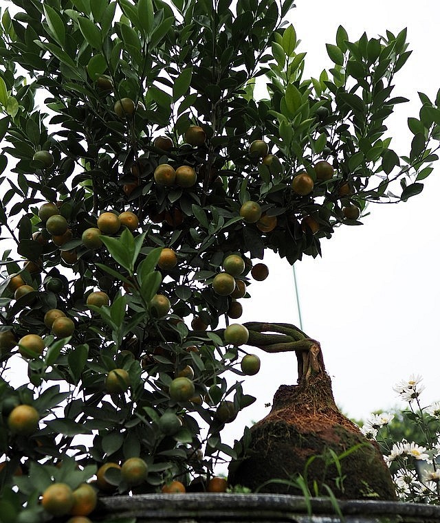để làm được quất mộc căn, nhà vườn phải chọn cây quất khoẻ, có bộ rễ tốt