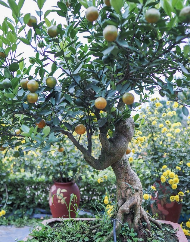 Những cây quất mộc căn bonsai có giá 