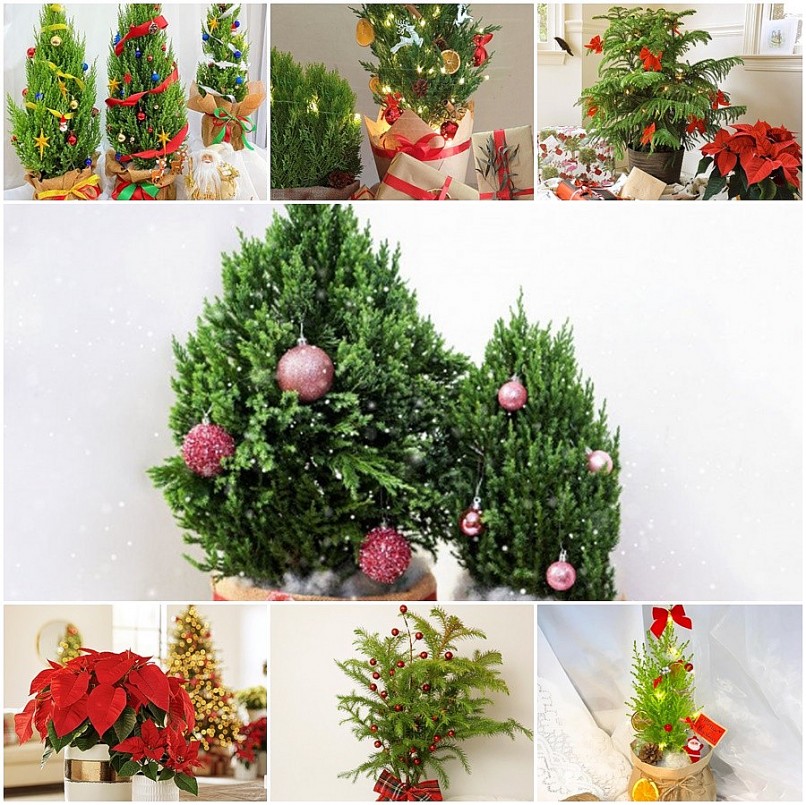 Những loại cây cảnh vừa nhìn đã thấy rộn ràng không khí Noel