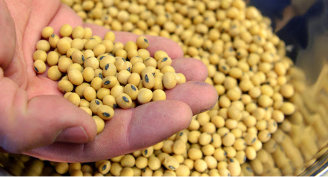 Đậu tương nhập khẩu về Việt Nam từ thị trường Brazil nhiều nhất