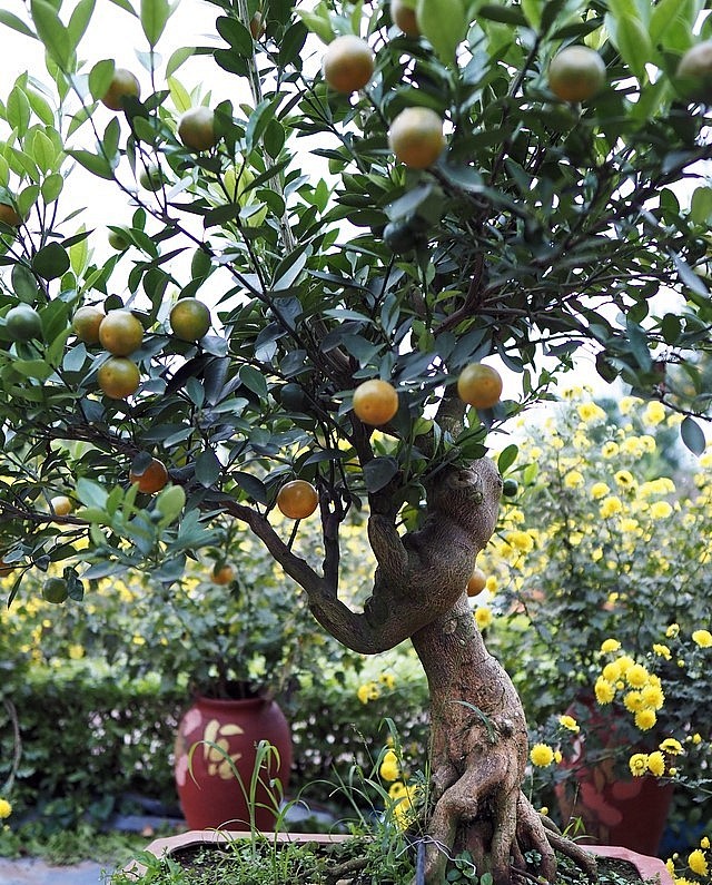 Khoảng 2 năm nay, quất mộc căn được giơi chơi quất cảnh quan tâm. 