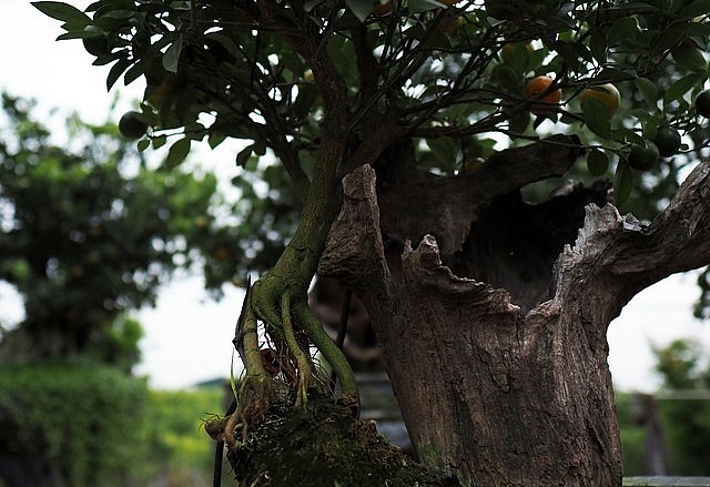 Tuỳ thuộc vào lượng rễ mỗi cây quất, thợ làm quất mộc căn có thể thiết kế tạo hình