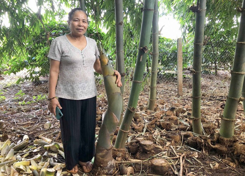 Bà Hồ Thị Vân bên vườn măng tre nguyên liệu giống Đài Loan của gia đình. 