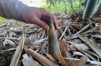 Trồi lên từ đất cằn ở Tây Nguyên, măng ngoại nhập cho lợi nhuận 350 triệu đồng/ha