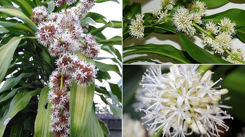 Những cây cảnh đột nhiên ra hoa, gia chủ nên chuẩn bị sẵn “túi 3 gang đựng vàng”