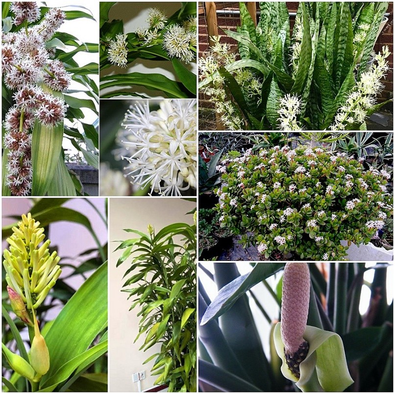 Những cây cảnh đột nhiên ra hoa, gia chủ nên chuẩn bị sẵn “túi 3 gang đựng vàng” Những cây cảnh đột nhiên ra hoa, gia chủ nên chuẩn bị sẵn “túi 3 gang đựng vàng”