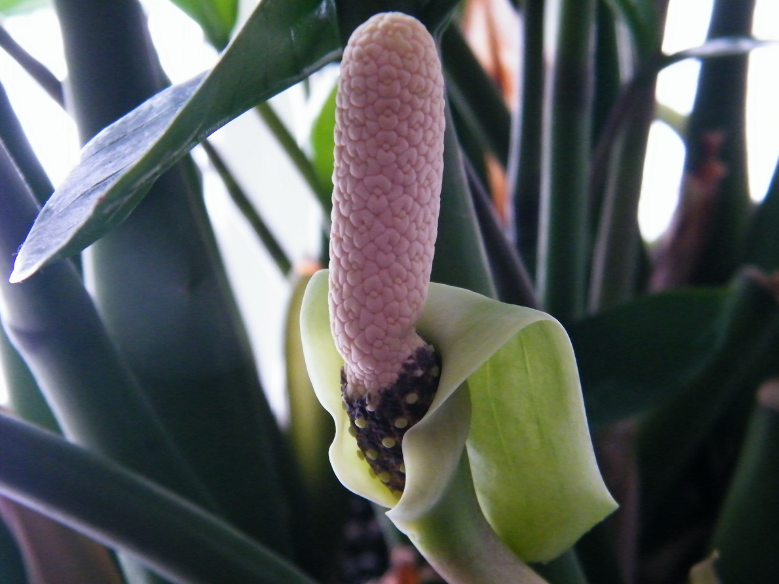 Những cây cảnh đột nhiên ra hoa, gia chủ nên chuẩn bị sẵn “túi 3 gang đựng vàng” Những cây cảnh đột nhiên ra hoa, gia chủ nên chuẩn bị sẵn “túi 3 gang đựng vàng”