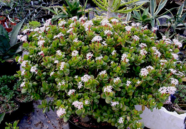 Những cây cảnh đột nhiên ra hoa, gia chủ nên chuẩn bị sẵn “túi 3 gang đựng vàng” Những cây cảnh đột nhiên ra hoa, gia chủ nên chuẩn bị sẵn “túi 3 gang đựng vàng”