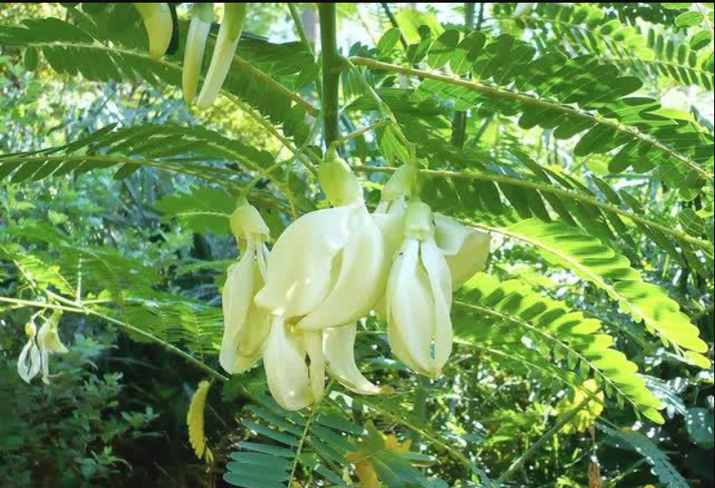 Khi rửa cũng như khi chế biến món ăn nên tránh cho bông so đũa bị dập, sẽ mất đi hương vị thươm ngon