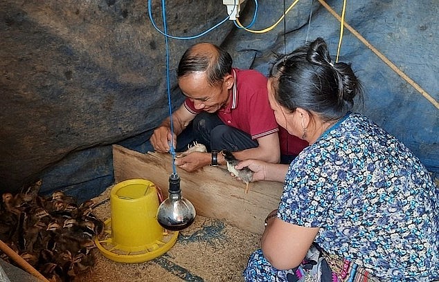 Mô hình nuôi gà lai chọi theo hướng an toàn sinh học mở hướng làm giàu cho người dân ở Đắk Nông.