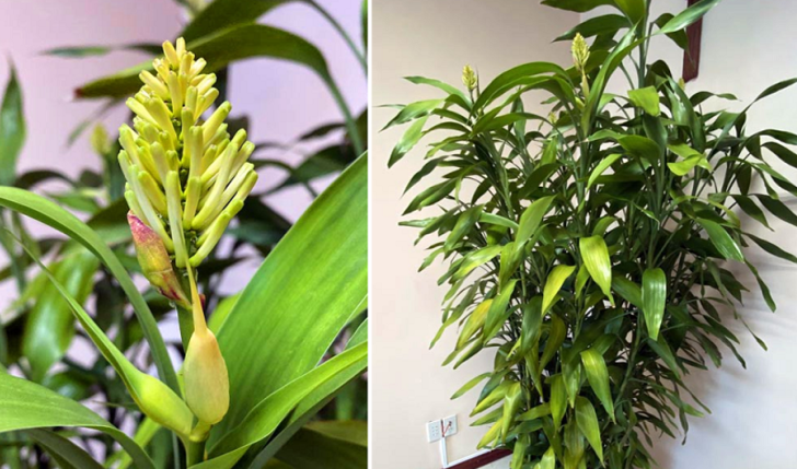 Những cây cảnh đột nhiên ra hoa, gia chủ nên chuẩn bị sẵn “túi 3 gang đựng vàng” Những cây cảnh đột nhiên ra hoa, gia chủ nên chuẩn bị sẵn “túi 3 gang đựng vàng”