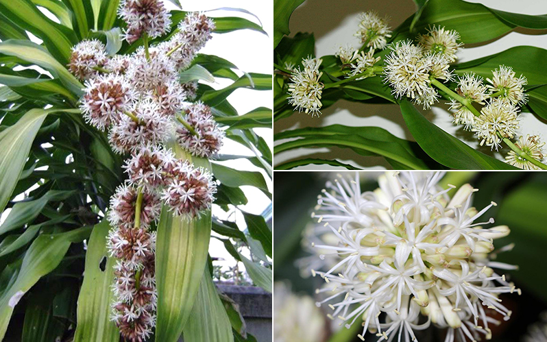 Những cây cảnh đột nhiên ra hoa, gia chủ nên chuẩn bị sẵn “túi 3 gang đựng vàng” Những cây cảnh đột nhiên ra hoa, gia chủ nên chuẩn bị sẵn “túi 3 gang đựng vàng”