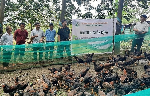 Người dân tham gia mô hình được hướng dẫn kỹ thuật để nuôi gà lai chọi một cách hiệu quả, ít rủi ro dịch bệnh.