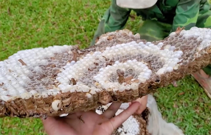 Liều mình đi săn con “sát thủ” nghe tên đã nổi da gà, mỗi ngày có tiền triệu đút túi