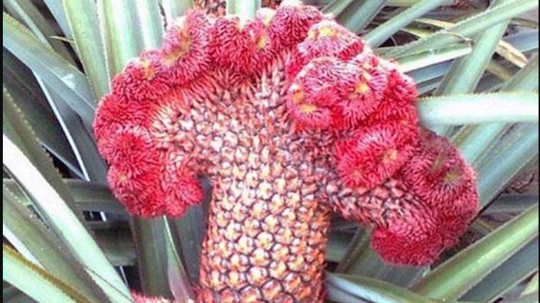 Độc đáo những loại quả dùng để chơi Tết, giá “trên trời” vẫn được săn lùng