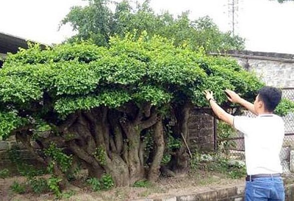 Cây duối có sức sống mạnh mẽ và không cần kỹ thuật chăm sóc cầu kỳ.