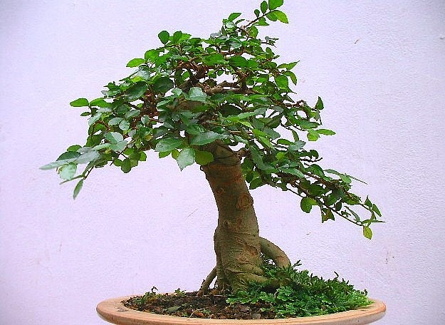 Cây duối còn mang ý nghĩa đại diện cho sự mạnh mẽ, bất khuất, sức sống tiềm tàng, vượt qua khó khăn thử thách.