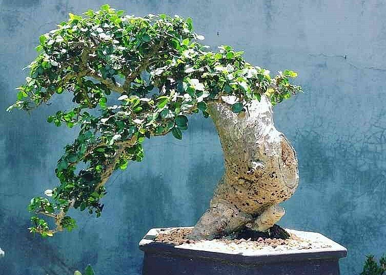 Duối cảnh có thể tạo ra nhiều dáng thế độc đáo.