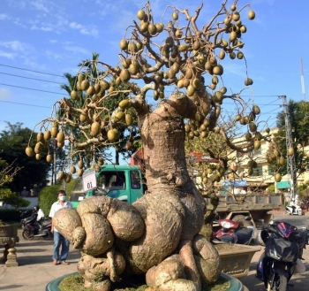 Cặp đôi cóc kỳ dị me phù thủy đang gây sốt thị trường tết, 800 triệu mua ngay