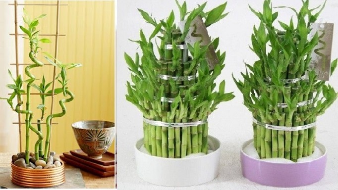 Cây trúc phát tài phát triển với tốc độ “rùa bò”, thêm 2 thứ này vào hoa nở trắng muốt