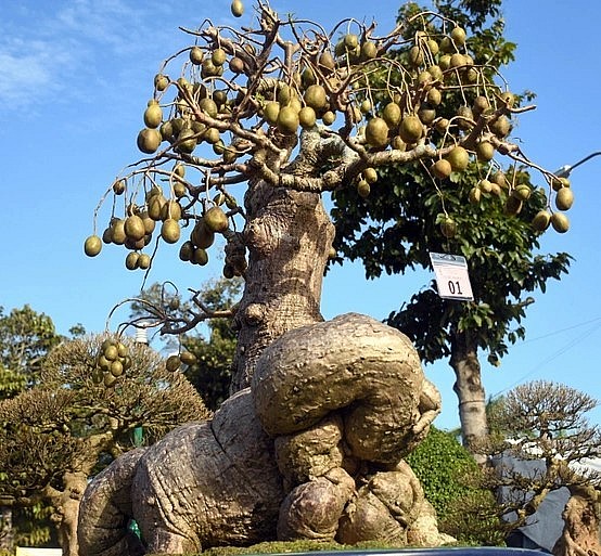 Cây cóc với hình thù kỳ dị vô cùng độc đáo.