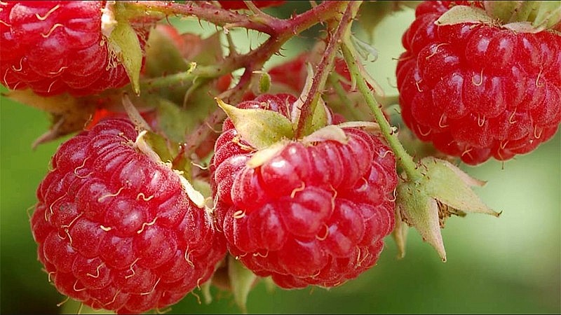 Quả mâm xôi hay còn gọi là phúc bồn tử 