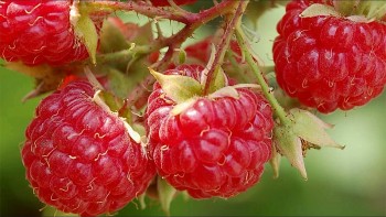 Thứ quả mọc dại xưa ít người ăn, nay ở nước ngoài có giá 2 triệu đồng/kg, là “thần dược” cho quý ông