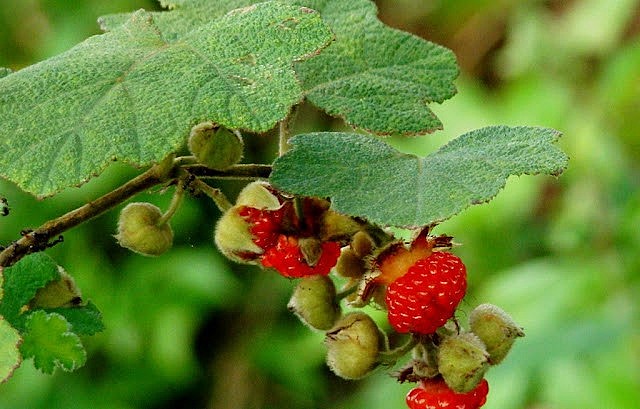 mâm xôi rừng khi chín có mầu đỏ như quả dâu Tây. 