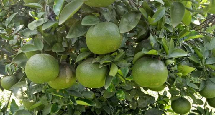 Bưởi là loại quả kỳ diệu, cực giàu vitamin C