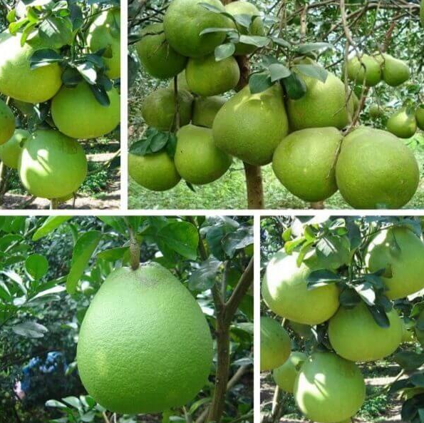 Bưởi là loại quả kỳ diệu, cực giàu vitamin C