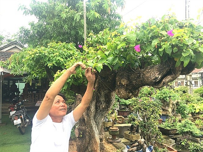 Hai cây hoa giấy cỡ đại của anh Thiện có giá 150 triệu – 220 triệu đồng/cây