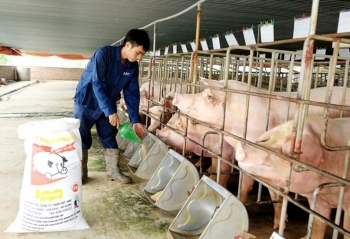 Giá heo hơi hôm nay 25/12 giảm sâu chưa có hồi kết, thị trường cần giải pháp hỗ trợ